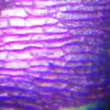 Слайд из набора для опытов Levenhuk под микроскопом Discovery Scope 2